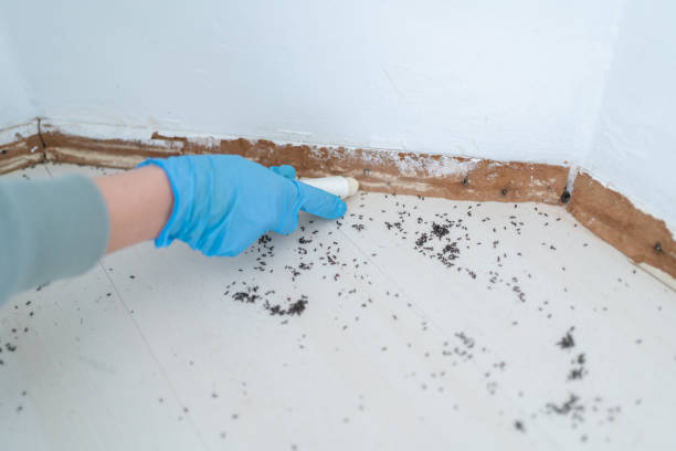 Best Residential Pest Control  in Griggsvle, IL